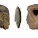 Rostra fragments used in the study.